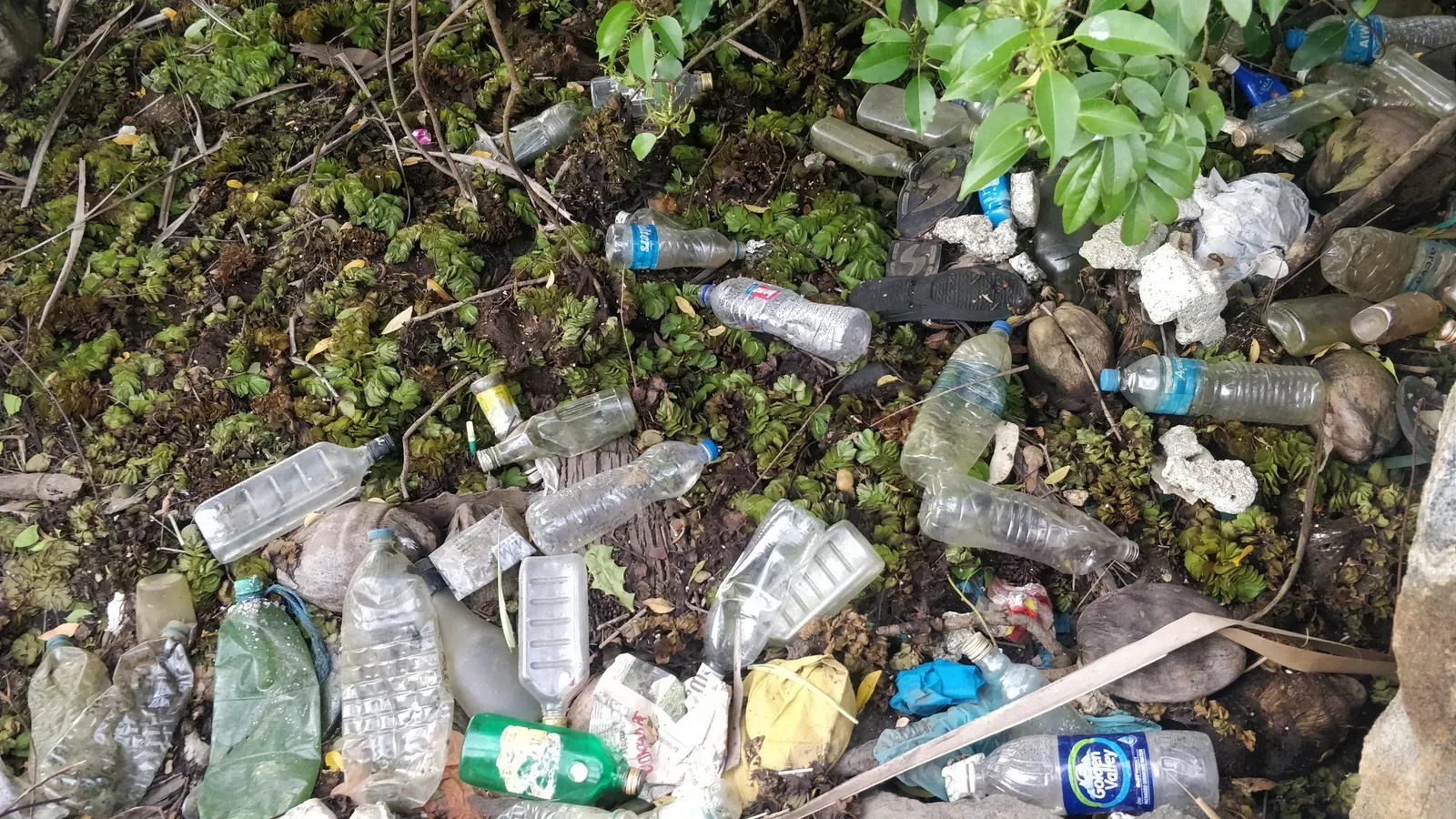Discarded plastic bottles caught in vegetation along a riverbank